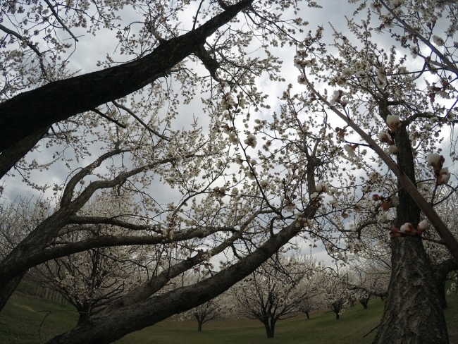 Çiçek açan kayısı bahçeleri büyülüyor